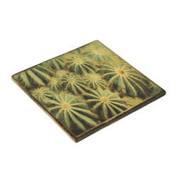 Coaster Cactus Euphorbia horrida wood 10 x 10 cm
