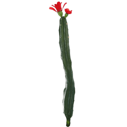 Cactus met bloem rood/groen 35 cm