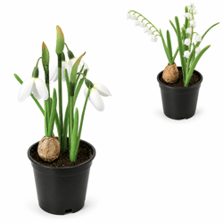 Boltze Artificial Plant in Pot, Spring, White, 20 cm, 2 assorted