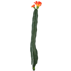 Cactus met bloem oranje/groen 35 cm
