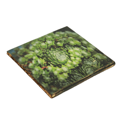 Coaster Succulent Agave victoria wood 10 x 10 cm