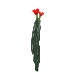 Cactus met bloem rood/groen 23 cm