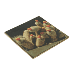 Coaster Cactus Trichoc terschechii wood 10 x 10 cm