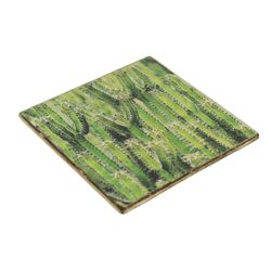 Coaster Cactus Euphorbia tetra wood 10 x 10 cm