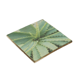 Untersetzer Sukkulente Agave montana Holz 10 x 10 cm