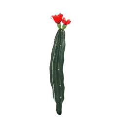 Cactus met bloem rood/groen 23 cm