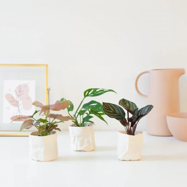 Blumentopf Muiden mini Korb Baumwolle beige 7 cm