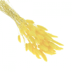 Drying branches Lagurus yellow 75 cm