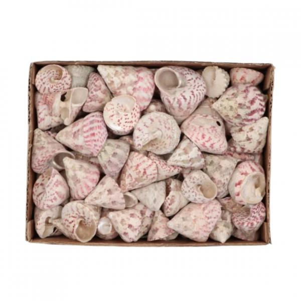 Dekoration Muscheln Barnacle 380 gr