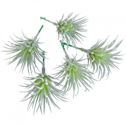 Artificial plant Tillandsia green 7.5 cm set of 5
