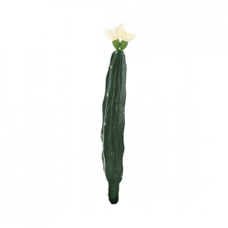 Cactus with flower white/green 23 cm