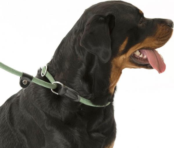 Bequeme Company of Animals 3-in-1 Hundeleine f&uuml;r stark ziehende Hunde Hundekurzleine Retrieverleine 170cm Gr&uuml;n