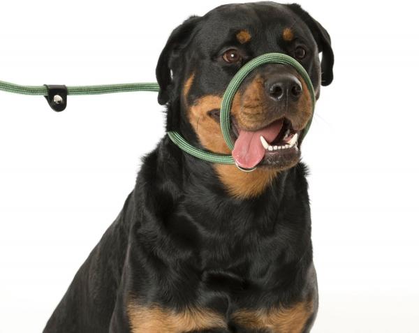 Bequeme Company of Animals 3-in-1 Hundeleine f&uuml;r stark ziehende Hunde Hundekurzleine Retrieverleine 170cm Gr&uuml;n