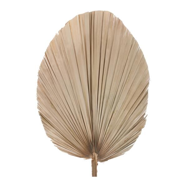 Dried flower palm leaf, oval, 30-40cmD, ca.60cmL