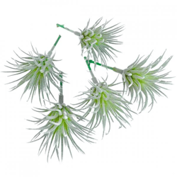 Kunstpflanze Tillandsia grün 7,5 cm Satz von 5