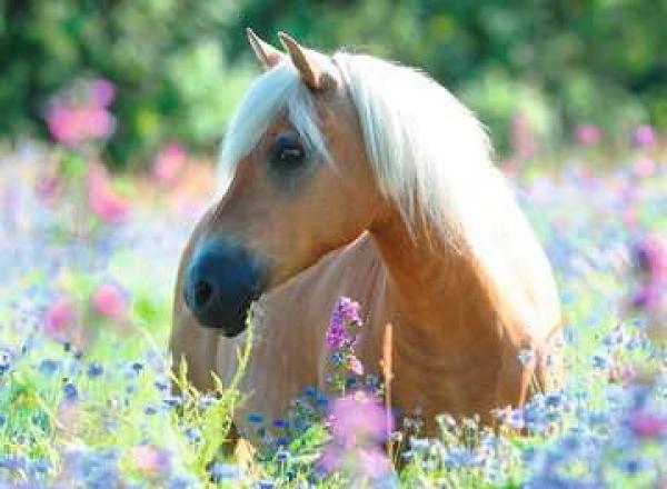 Pferd im Blumenmeer - Puzzle 300 Teile