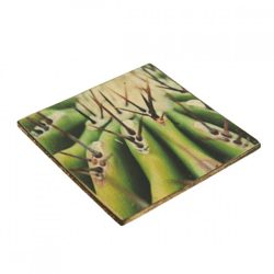 Coaster Cactus Echinocactus ingens wood 10 x 10 cm