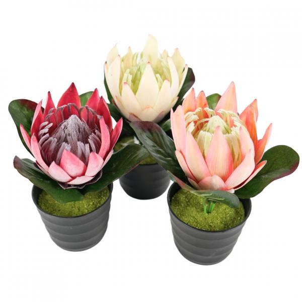 Künstliche Pflanze im Topf Protea 21 cm 3 Stück sortiert