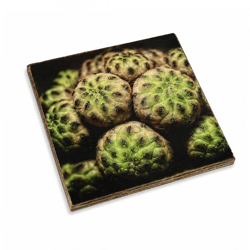 Untersetzer Kaktus Mammillaria compressa Holz 10 x 10 cm