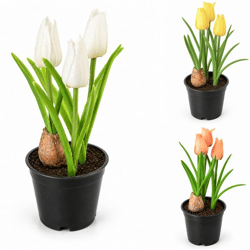 Boltze kunstplant in pot Tulp 20 cm 3 assorti